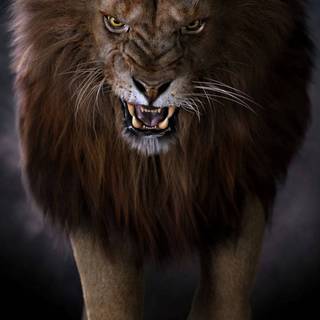 Injured lion wallpaper