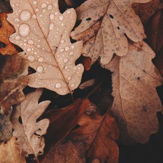 Autumnal aesthetic wallpaper