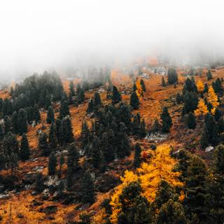Foggy mountain autumn wallpaper