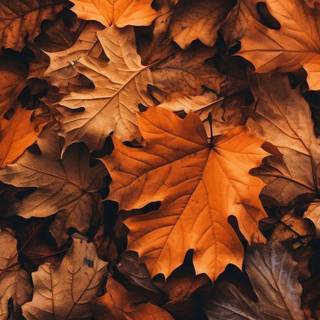 Cute autumn phone wallpaper