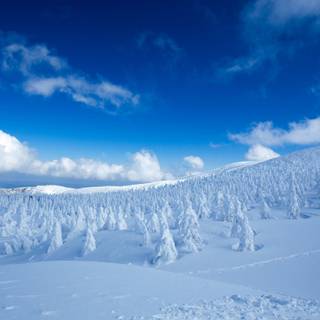 Winter landscape 2560x1440 wallpaper