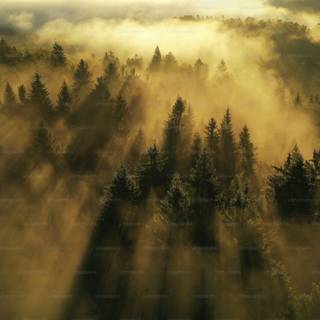 Foggy mountain autumn wallpaper