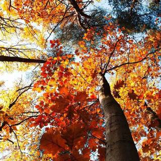 Autumn trees phone wallpaper