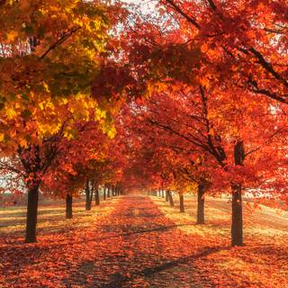 Autumn trees phone wallpaper