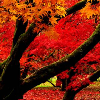 Autumn trees phone wallpaper