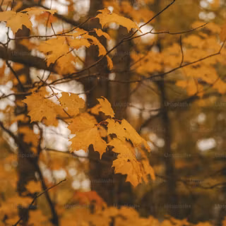 Autumn trees phone wallpaper