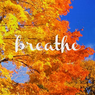 Autumn trees phone wallpaper