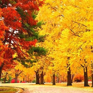 Orange autumn trees wallpaper
