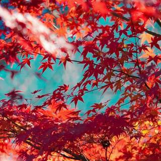 Autumn trees phone wallpaper