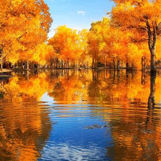 Autumn trees phone wallpaper