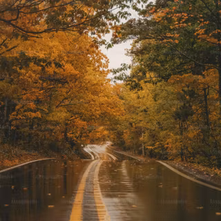 Wet autumn wallpaper