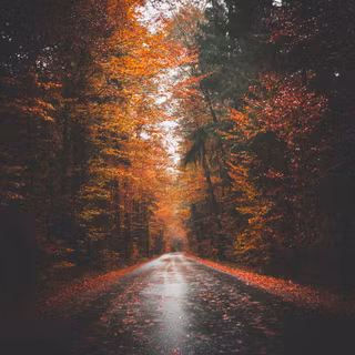 Wet autumn wallpaper