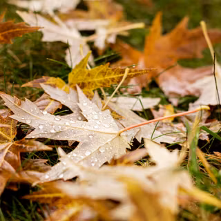 Wet autumn wallpaper