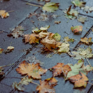 Wet autumn wallpaper
