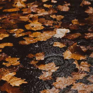 Wet autumn wallpaper