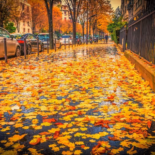 Wet autumn wallpaper