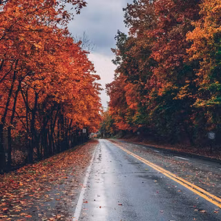 Wet autumn wallpaper