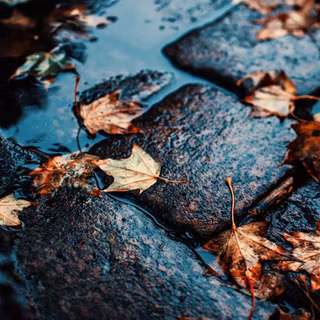 Wet autumn wallpaper