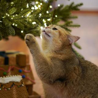 Christmas 2025 iPhone wallpaper