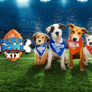 Puppy Bowl wallpaper