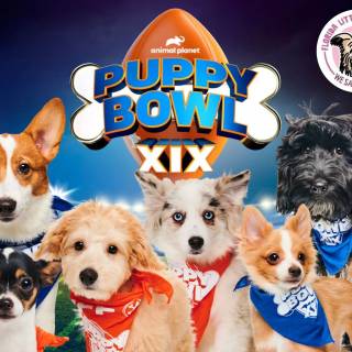 Puppy Bowl wallpaper