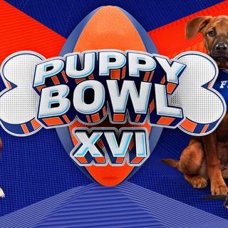 Puppy Bowl wallpaper