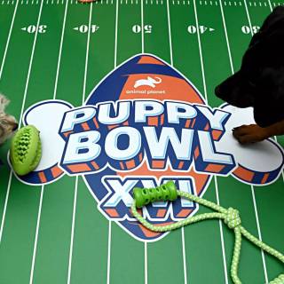 Puppy Bowl wallpaper