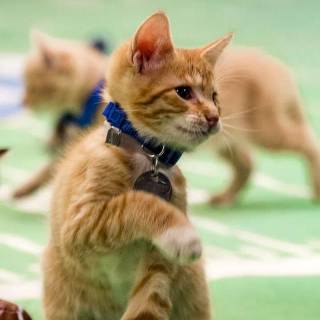 Puppy Bowl wallpaper