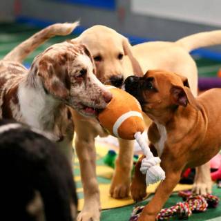Puppy Bowl wallpaper
