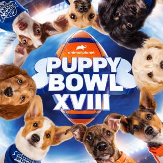 Puppy Bowl wallpaper