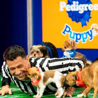 Puppy Bowl wallpaper