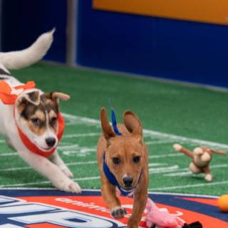 Puppy Bowl wallpaper