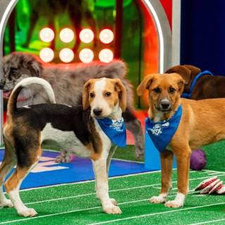 Puppy Bowl wallpaper