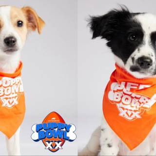 Puppy Bowl wallpaper