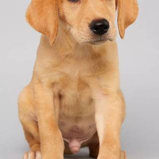 Puppy Bowl wallpaper