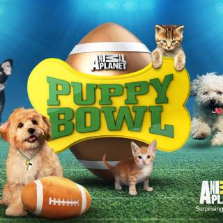 Puppy Bowl wallpaper