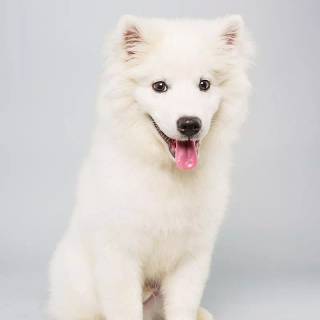 Puppy Bowl wallpaper