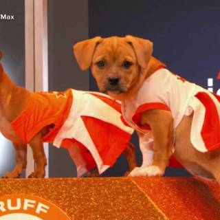 Puppy Bowl wallpaper