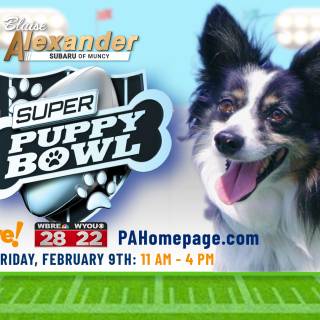 Puppy Bowl wallpaper