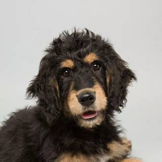 Puppy Bowl wallpaper