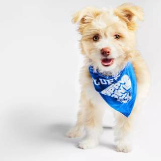 Puppy Bowl wallpaper