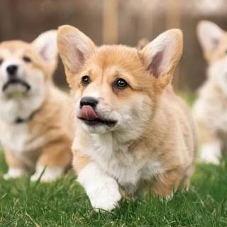 Puppy Bowl wallpaper