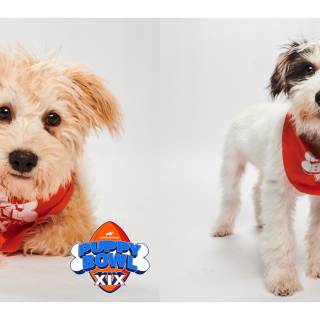 Puppy Bowl wallpaper