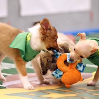 Puppy Bowl wallpaper