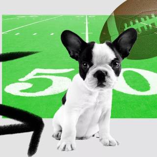 Puppy Bowl wallpaper