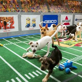 Puppy Bowl wallpaper