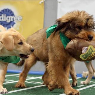 Puppy Bowl wallpaper
