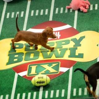 Puppy Bowl wallpaper