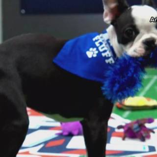 Puppy Bowl wallpaper