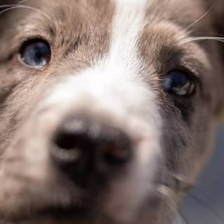 Puppy Bowl wallpaper